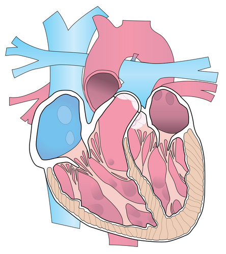 Human heart